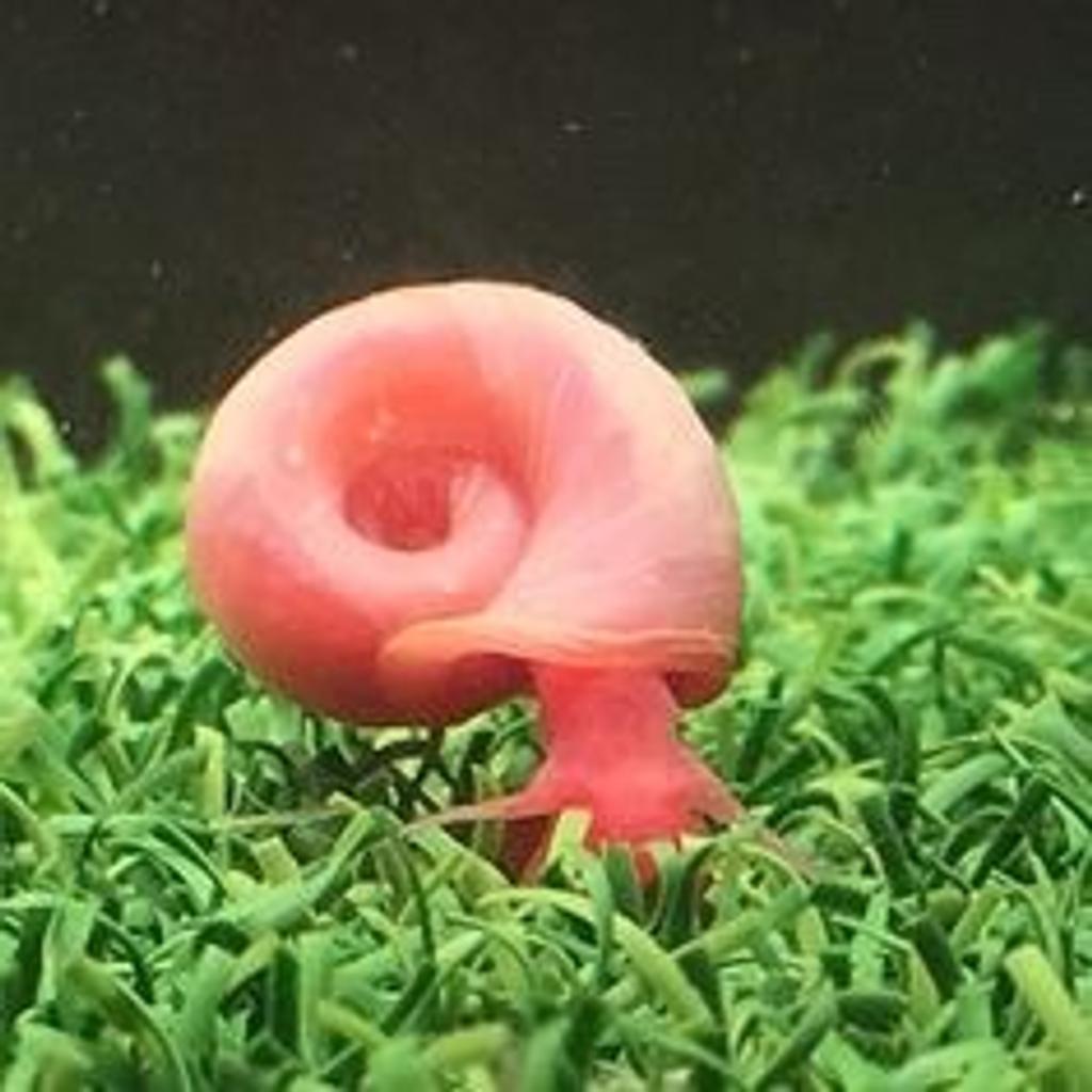 Pearl pink ramshorn snails for fish tank in DY1 Dudley for £0.50 for