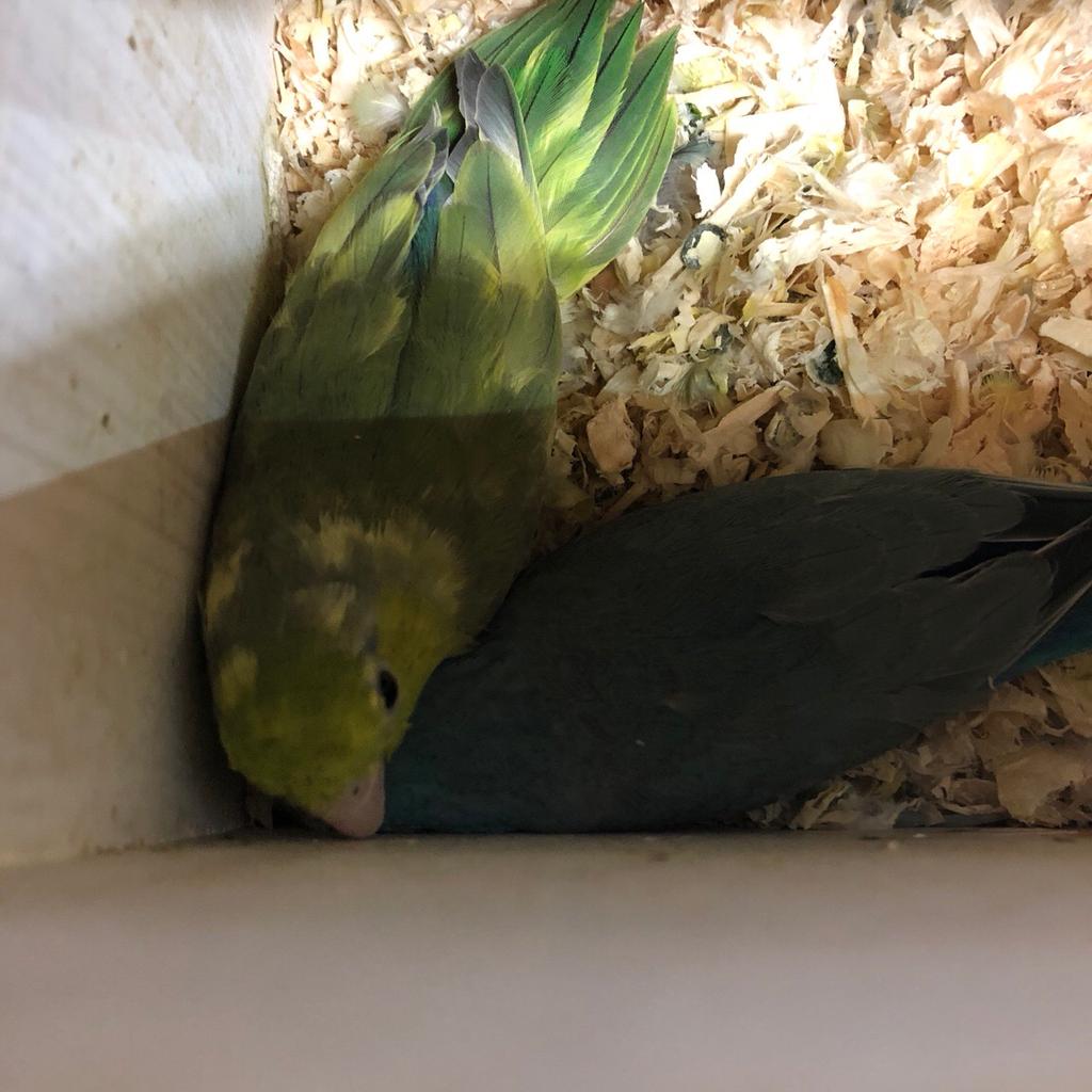 Parrotlet complete breeding setup in TN15 Malling for £200.00 for sale