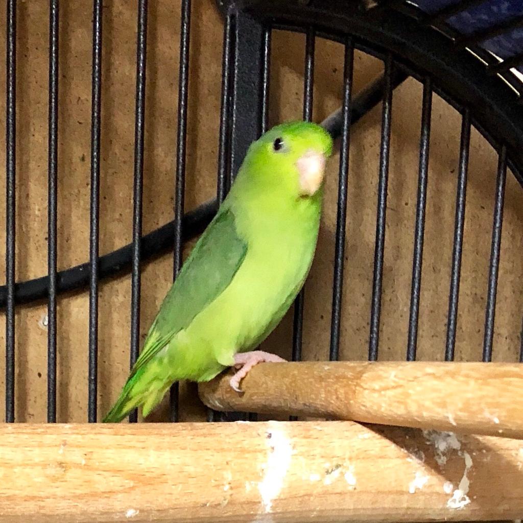 Parrotlet complete breeding setup in TN15 Malling for £200.00 for sale ...