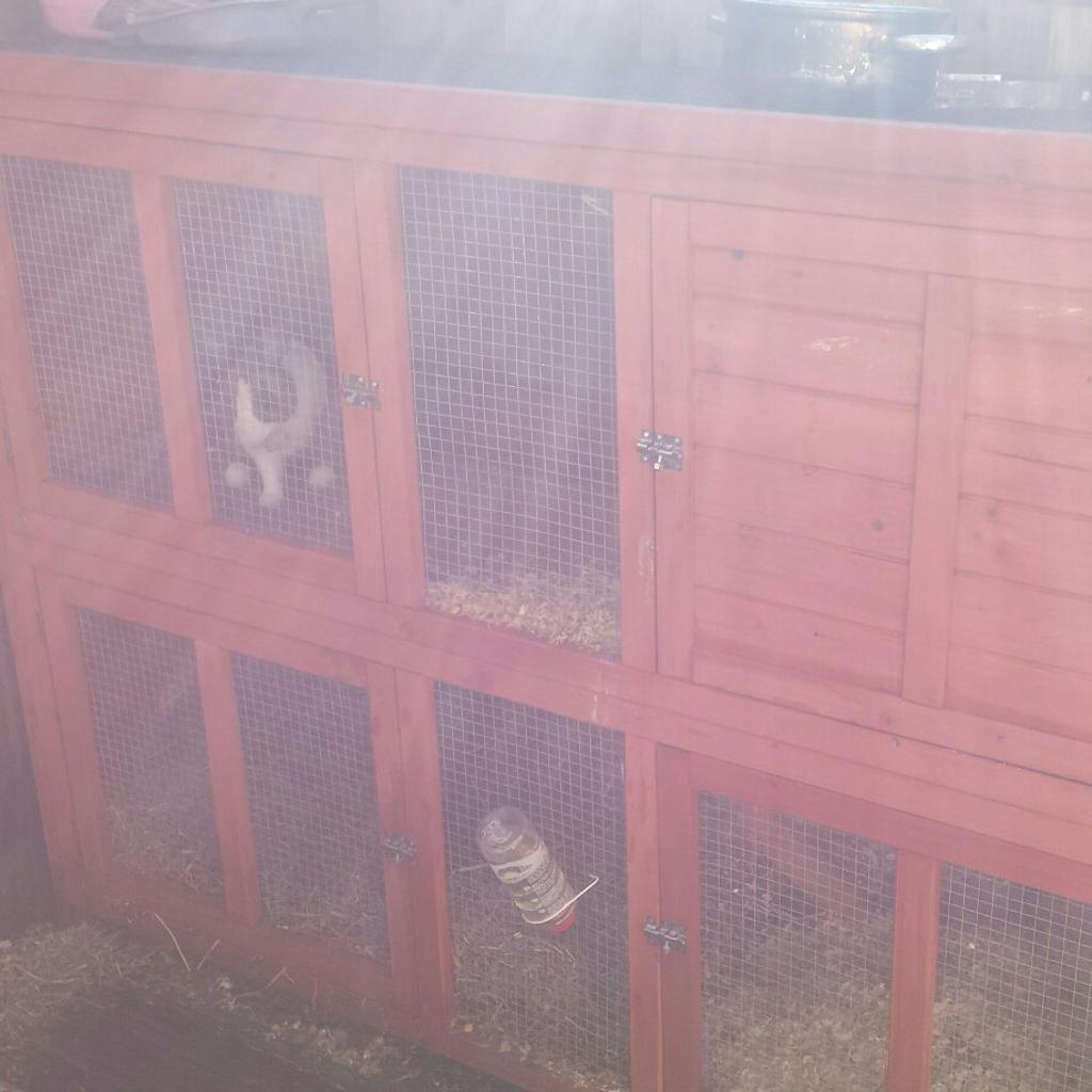Rabbit and hutch in PO8 Havant für gratis zum Verkauf Shpock AT