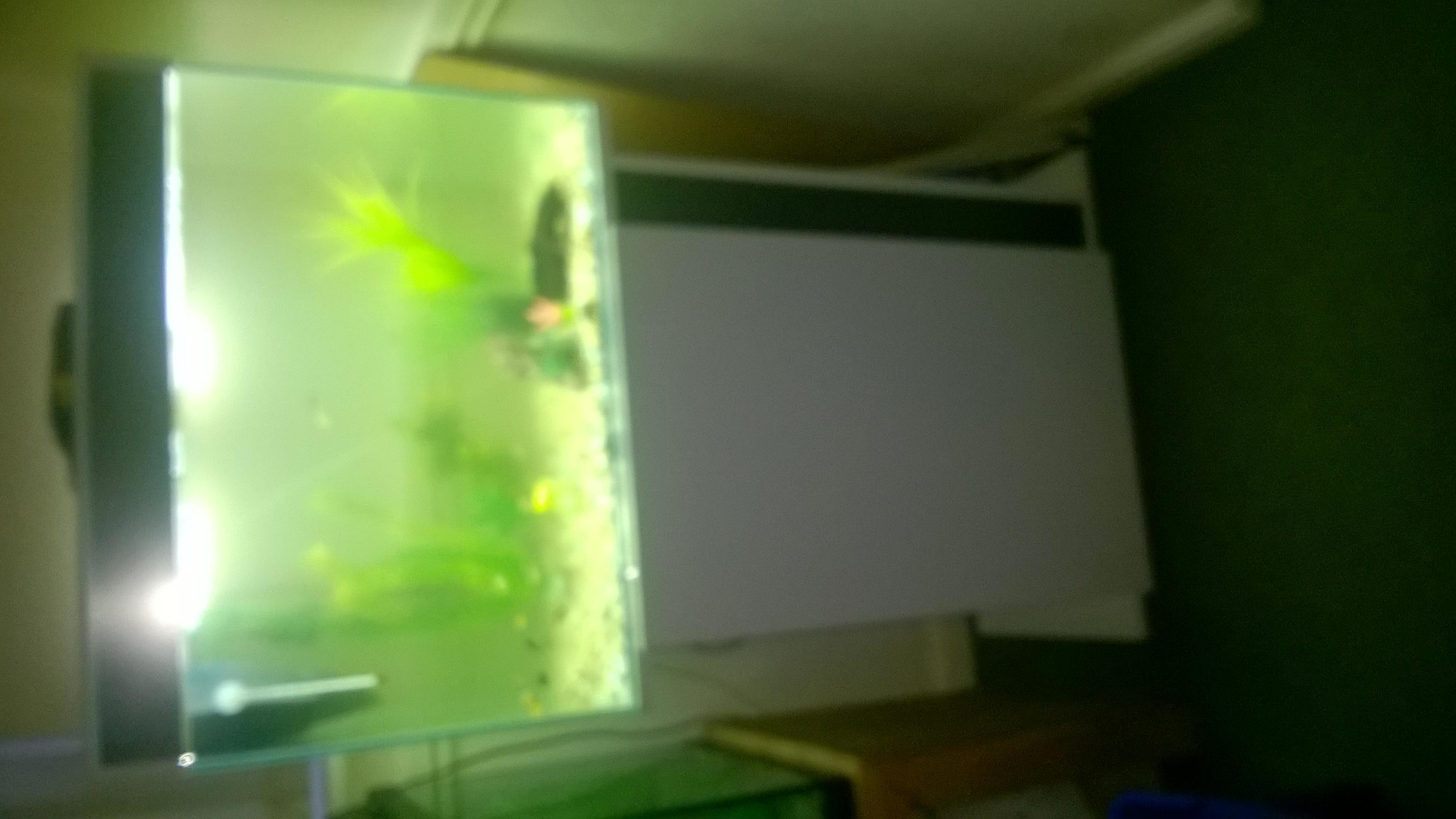 120lt Fish Tank Full Set Up In Nn17 Corby Für £ 90,00 Zum Verkauf 