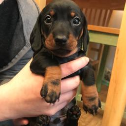 Pets age: 6 weeks, 2 days old *

6 weeks old at the moment. Ready in 2 WEEKS! 4 Boys And 2 Girls. Six puppies for sale, Black and Tan, around 2 are reserved, had no needles yet, having first injection 26/01/2018. For pets only, No papers, Not Kennel Club Registered.