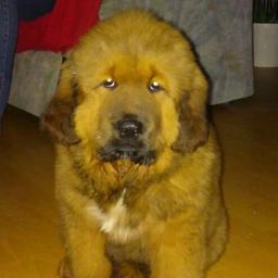 Mastiff Tibet Welpen
3 Monate . weibliche
Gekippt. Geimpft. Entwurmt