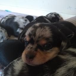 Stunning Merle chorkie puppies 3x girls 3x males ready to be re homed the 8th march 2018 will come vet checked wormed flead injections Inc and micro chipped. Will be coming from a family home so will be used to small children mom can been seen and also pics of dad who is a pedigree Merle chihuahua. Mom and dad both have beautiful temperaments and no doubt these beauties will too. Will be asking for a £50 no refundable deposit and bitches will be 450 and boys 400 please feel free to msg for furth