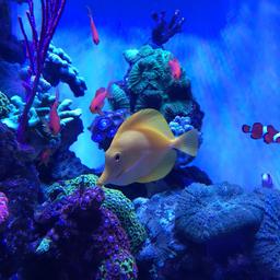 Yellow tang only 
Fully grown adult