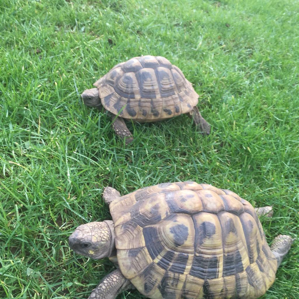 Herman tortoises x2 with tank and more in OX13 6JQ St. Helen Without ...