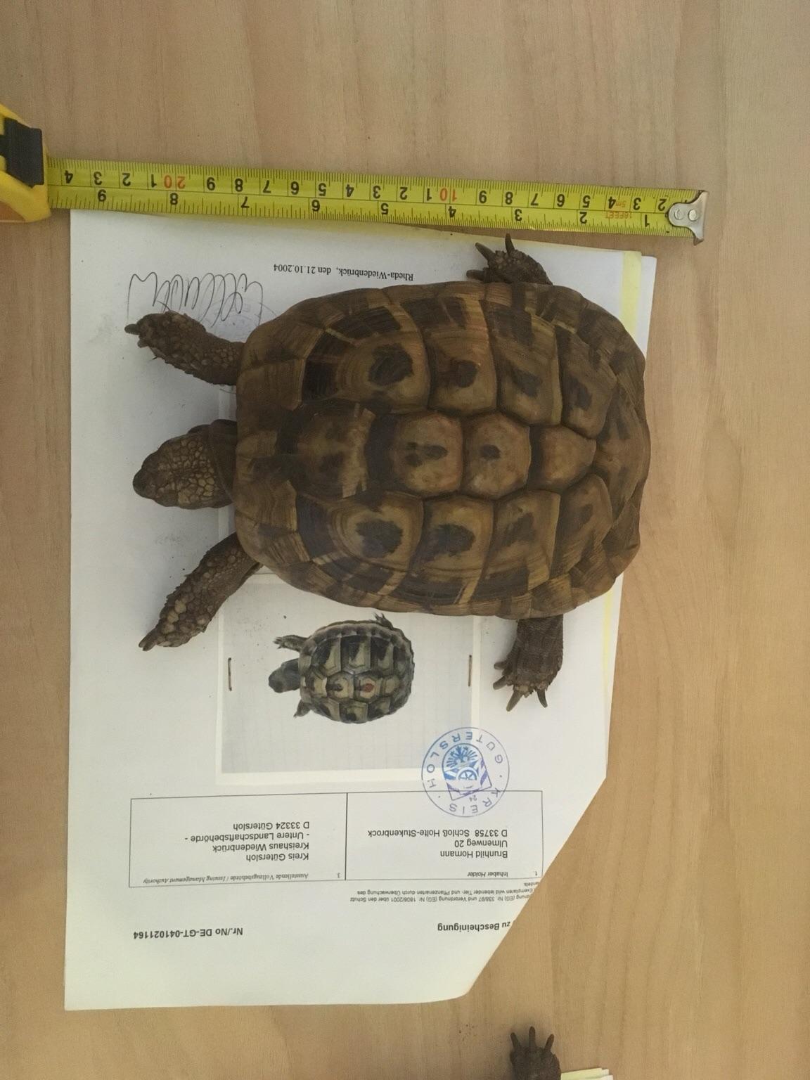Herman tortoises x2 with tank and more in OX13 6JQ St. Helen Without ...