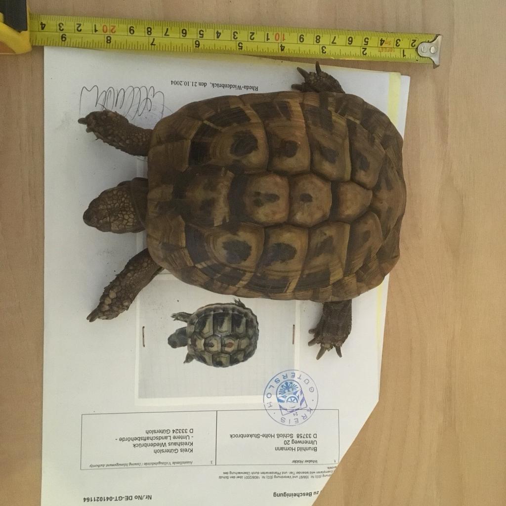 Herman tortoises x2 with tank and more in OX13 6JQ St. Helen Without ...