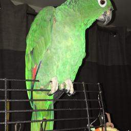 Amazon parrots three years old very time very loving