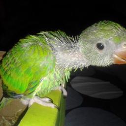 Hand Tamed  Full friendly no biting Sits on your shoulder And very lovely as you can see in the pictures we had this parrot since one month old.