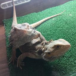 Need to be gone ASAP!! Accepting reasonable prices!!

Selling altogether:
2 breaded dragons (one female & one male, 1
year old and 2 months)
2 vivarium one with sand and the other is artificial grass; all accessories inside (plants, rocks, bowls, wooden ornaments, backgrounds, lights, sensors etc.) - The sand filled vivariums light isn’t working and will need to be replaced.
1 feeding tweezers
1 Poop scooper
Calcium-Dust
1 Timer
Spare Artificial Grass
Deep Clean Spray

COLLECTION ONLY Chafford H