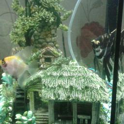 2 x Angel fish for sale