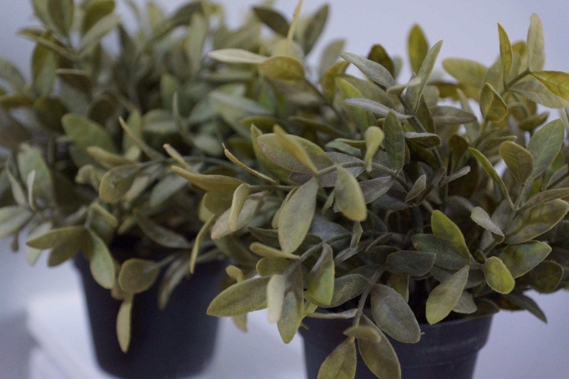 IKEA Artificial Potted Plants x 3 in SW18 Wandsworth für 2,00 £ zum