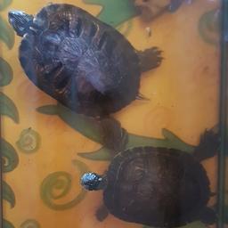 2 Wasserschildkröten suchen ein neues Zuhause inklusiv Zubehör es ist ein Aquarium eine Pumpe und ein Landteil dabei mit unterstelltisch
