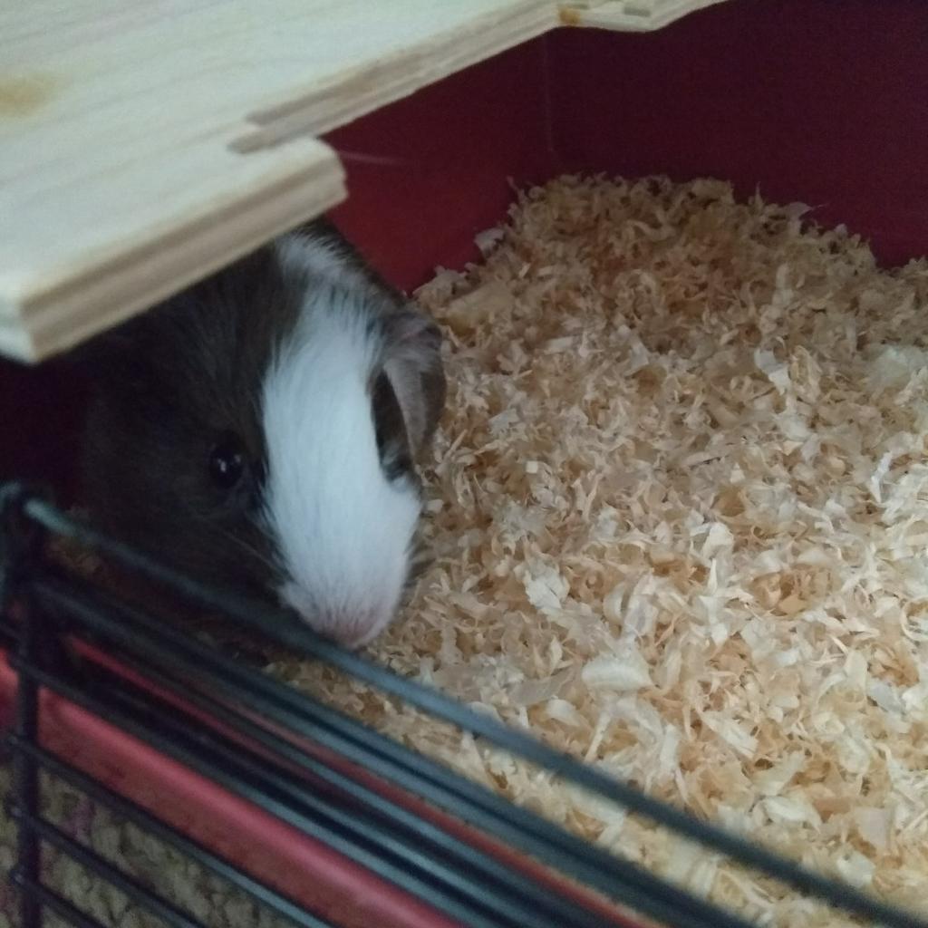 Guinea pig with cage in BR1 Lewisham for £35.00 for sale Shpock