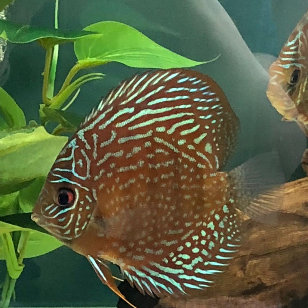 Discus Fish for sale x 5 in L11 Liverpool for £15.00 for sale | Shpock