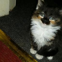 Kitten for sale 8 weeks old little girl what app me 07475220861 not holding for people sorry been mess around