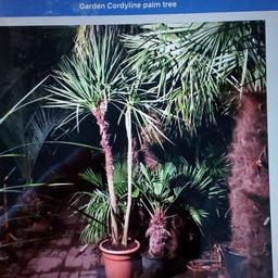 Palm tree worth £300 willing to let go for £150 
Please contact nelson on 07790650429
Would like this tree to go to a good home as I grew it from a seed and grown very attached