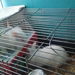 Two beautiful white rabbits one boy one girl. No cage and they have to go and stay together. Collection only b14