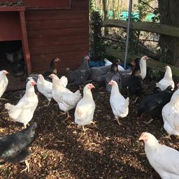 Many different breeds available including cou cou Morans, barred rocks, leghorns, bluebells, black rock, light Sussex and the Sussex rocket, come and catch your own if you like! Sexed and vaccinated