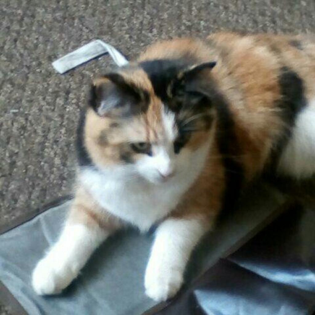 Kitten/ Young Cat in BD18 Bradford for £20.00 for sale Shpock