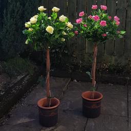 4 ARTIFICAL STANDARD TREE ROSES 2PINK AND 2YELLOW SILK FLOWERS INCLUDING CERAMIC POTS ono