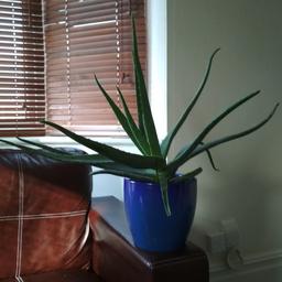 This Aloe Vera plant has been very well looked after with daily sunlight and appropriate seasonal watering. It has been fed in the spring/summer months and is very healthy and very large.

It has been potted in a single planter without a drainage pot but has done well as it has always been given a larger pot than required (watered along the edge of the 21.5cm blue planter).

This plant now also has 2 offshoots which are ready to be independently planted, giving you 3 plants for the price of 1!