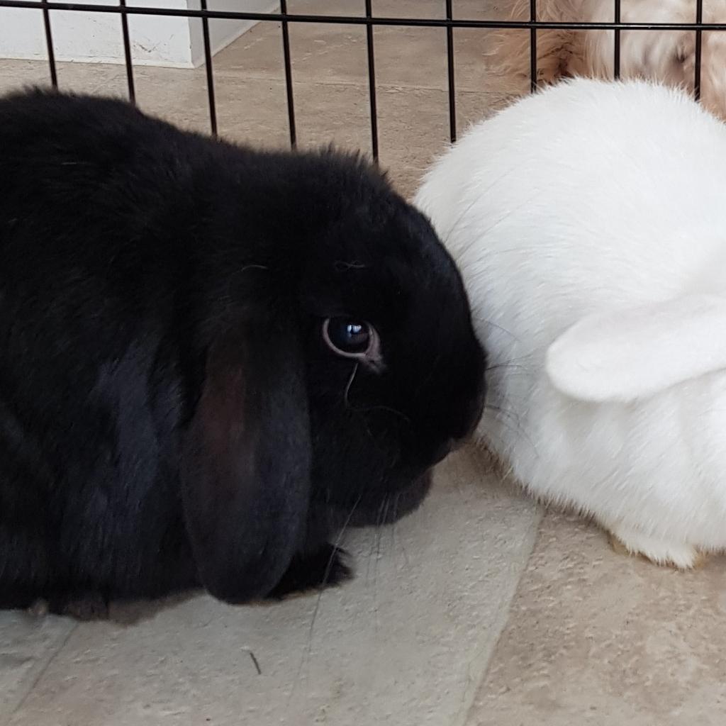 X2 dwarf lop rabbits + hutch and cover in S70 Barnsley für 60,00 £ zum