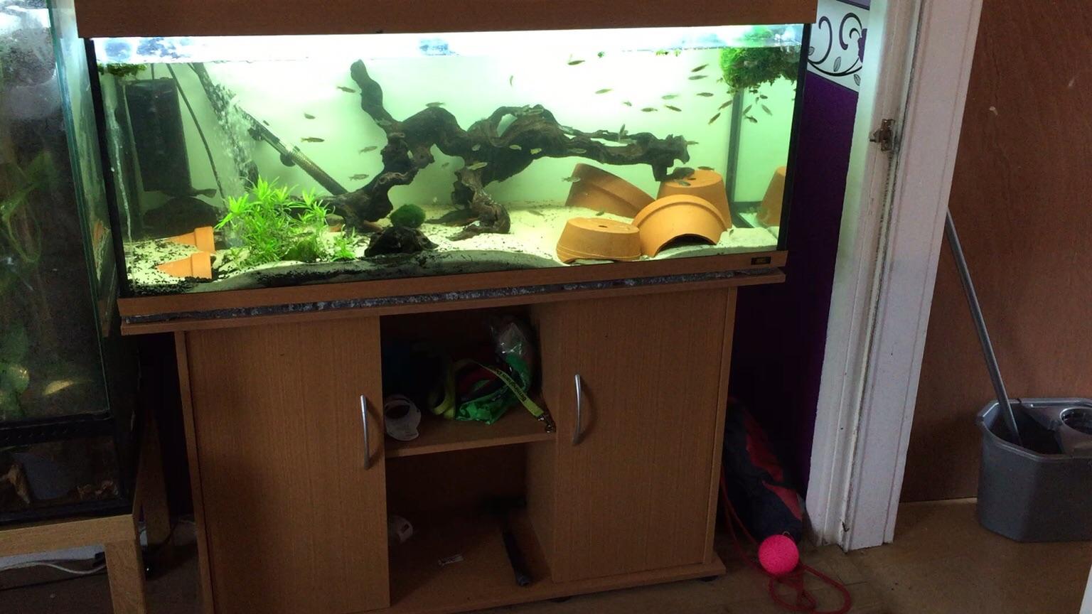 Tropical fish in WS10 Walsall für 1.234,00 £ zum Verkauf Shpock DE