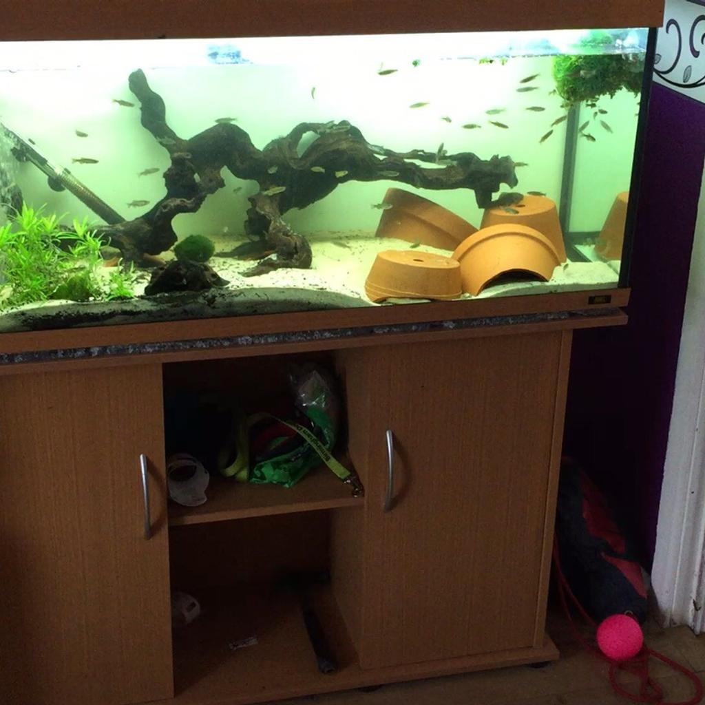 tropical-fish-in-ws10-walsall-f-r-1-234-00-zum-verkauf-shpock-de