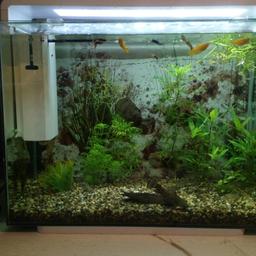 80 Ltr
Led light bar 3 x white settings and 2 x blue settings.

Air stone and pump

Internal multi setting filter with attached spray bar,

Adjustable heater

Live plants

Tropical fish

1 x Hoplow catfish
1 x Bristlenose catfish
8 x guppies several new babies coming through
3 x Cory catfish
3 x orange plecs

Tank measurements to follow

Open to offers