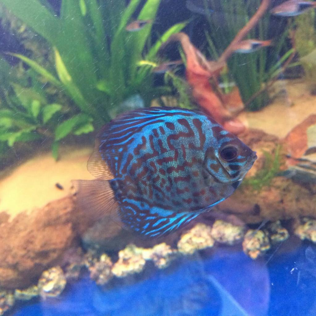 Discus fish in WV1 Wolverhampton für 120,00 £ zum Verkauf | Shpock DE