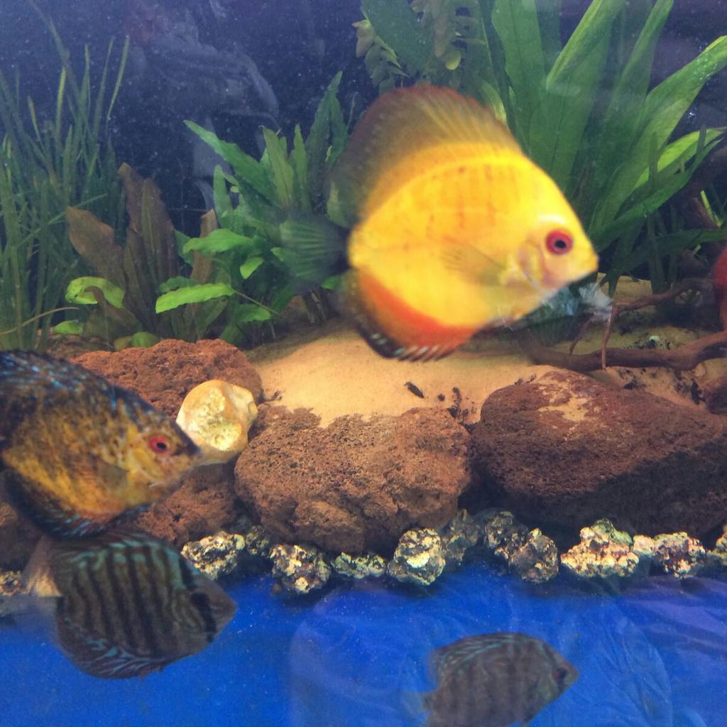 Discus fish in WV1 Wolverhampton für 120,00 £ zum Verkauf | Shpock DE