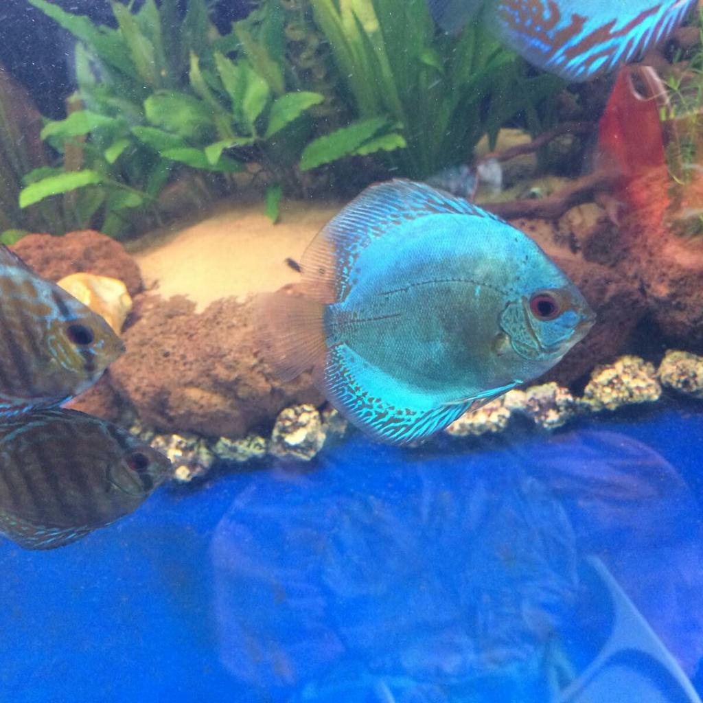 Discus fish in WV1 Wolverhampton für 120,00 £ zum Verkauf | Shpock DE
