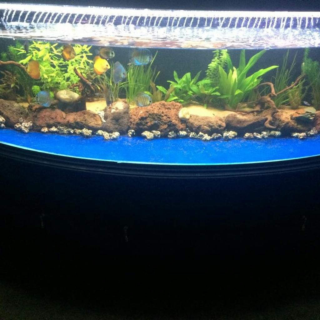 Discus fish in WV1 Wolverhampton für 120,00 £ zum Verkauf | Shpock DE