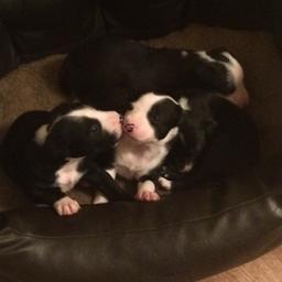 I have 4 beautiful puppy's 3 girls 1 boy they are all looking for a forever home. Both parents can be seen as I own both. Pups are very friendly currently 3 weeks old they will be ready to go on 15/05/2018. 
£50 deposit required to secure puppy then the rest due upon collection.