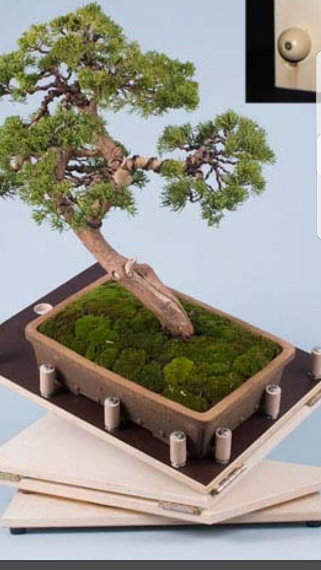 bonsai palma Sago Palm Bonsai Tree main image 1