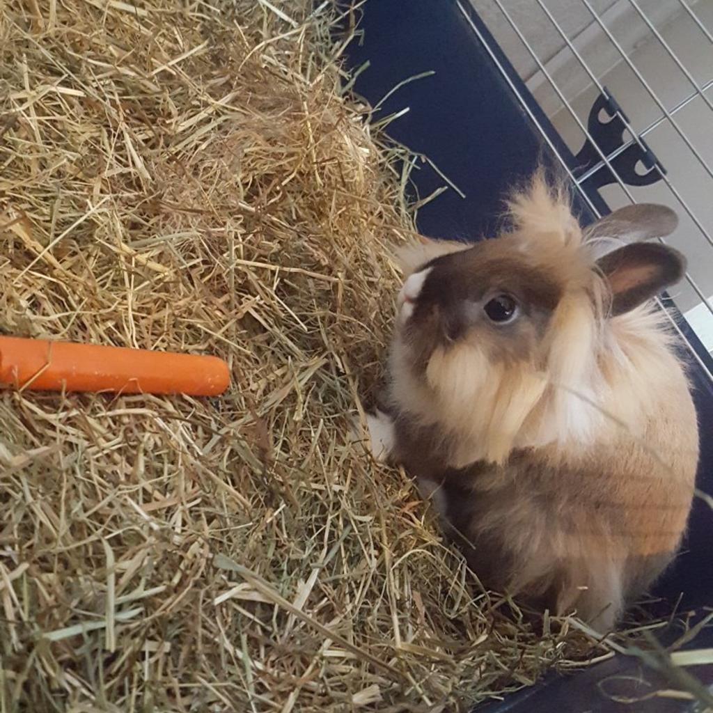 Lionhead rabbit & cage & accessories in B29 Birmingham für 50,00 £ zum