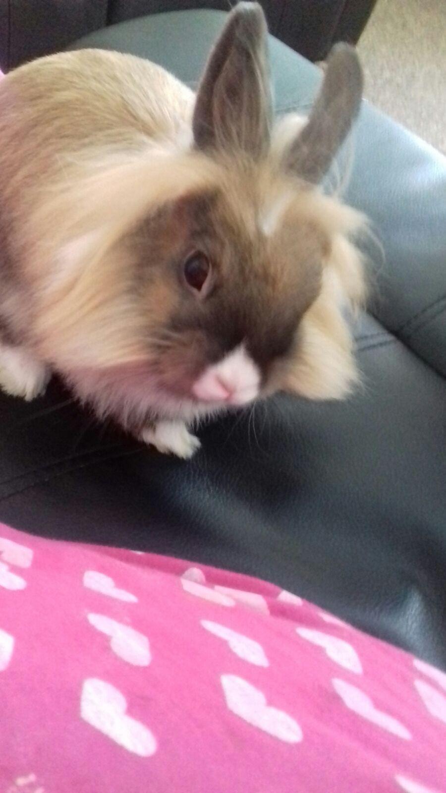 Lionhead rabbit & cage & accessories in B29 Birmingham für 50,00 £ zum