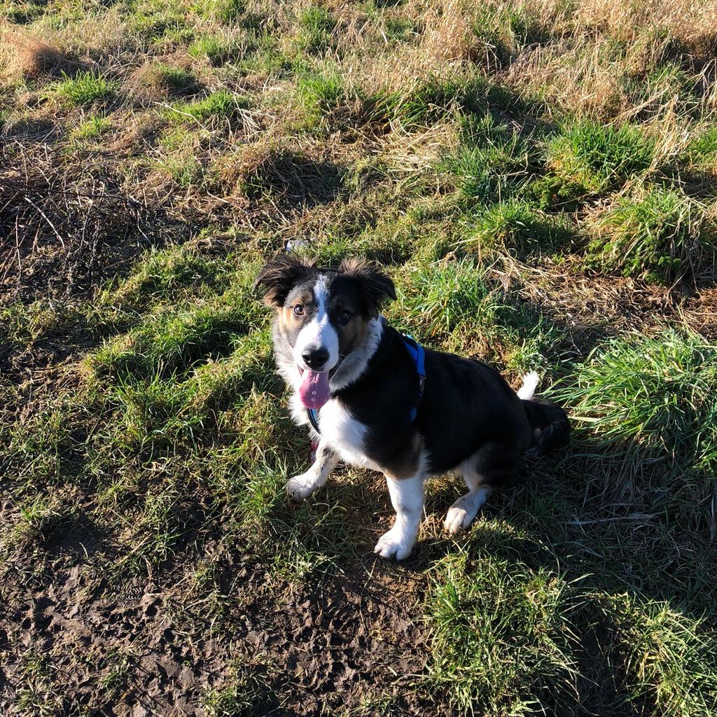 border-collie-in-selby-for-400-00-for-sale-shpock