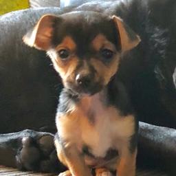 Hi my name is Pip my owner is looking for new owner for me to give me a loving home I’m a female Four months old had all my injections and I’m chipped very playful love of animals please can you give me a loving home my owner would accept hundred pound