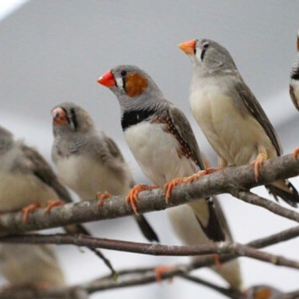 Wanted paired birds canary's, budgies, cocker in L36 Knowsley für 30,00 ...