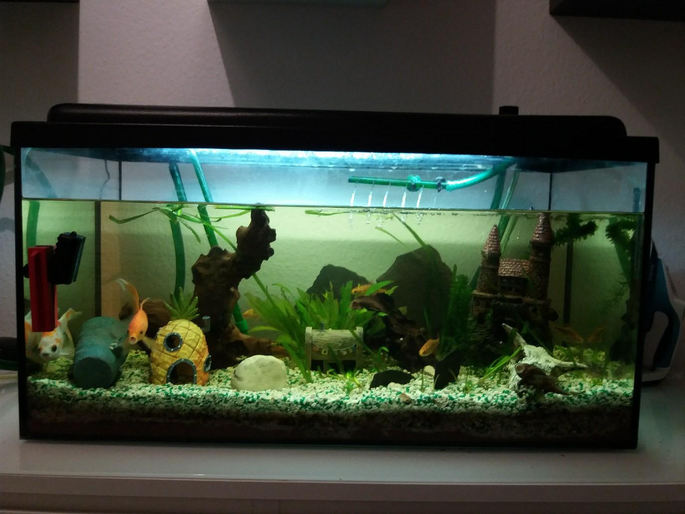 Aquarium 120 Liter Komplett in 70376 Stuttgart für 35,00 € zum Verkauf ...