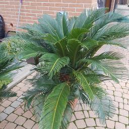Tre palme famiglia Cycadaceae. Piccola euro 35, media euro 45, grande euro 55. In blocco euro 120. Chiamare 3389123676
