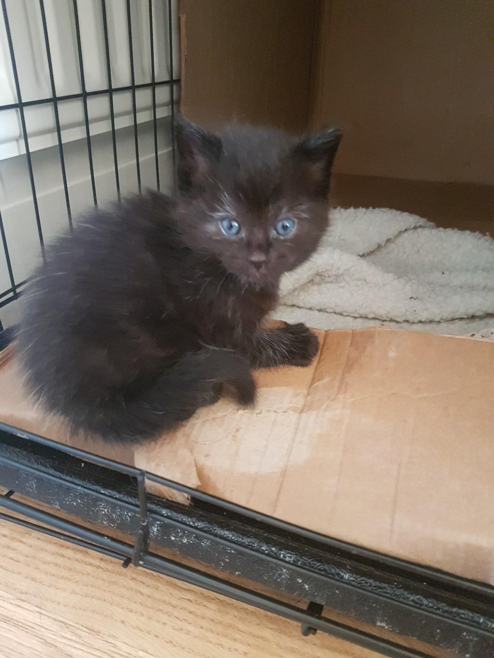 Half Ragdoll Kittens in S12 Sheffield for £150.00 for sale Shpock