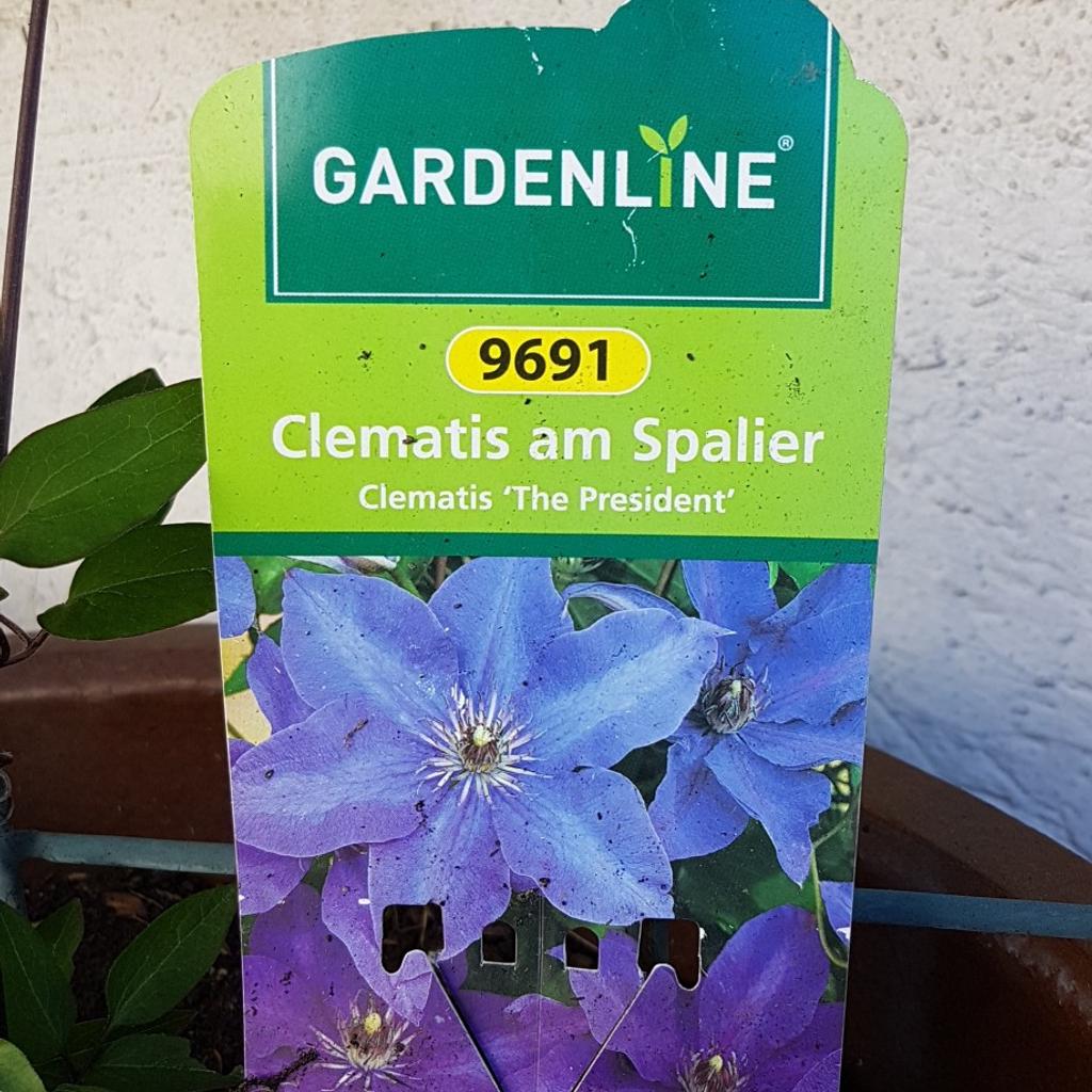 Clematis lila mit Rankengitter und Pflanzkül in 76709 Kronau for €20.00