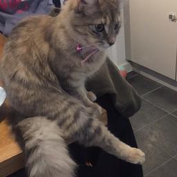 Female cat 9 months old, having to get rid of her due to unforeseen circumstances, she has had all of her injections, not been spayed though and is an outdoor cat not indoor. Lovely cat playful and friendly. Free to a good home.