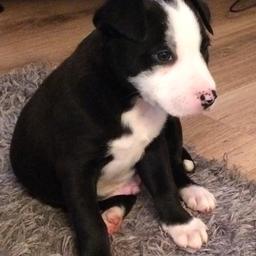 I have one little boy left from my litter he will be ready to go to his forever home at the end of next week. Get in touch if you want to give him a good home.Please no time wasters as its a waste of both mine and your time. £50 deposit required to secure him the rest due upon collection of him next week