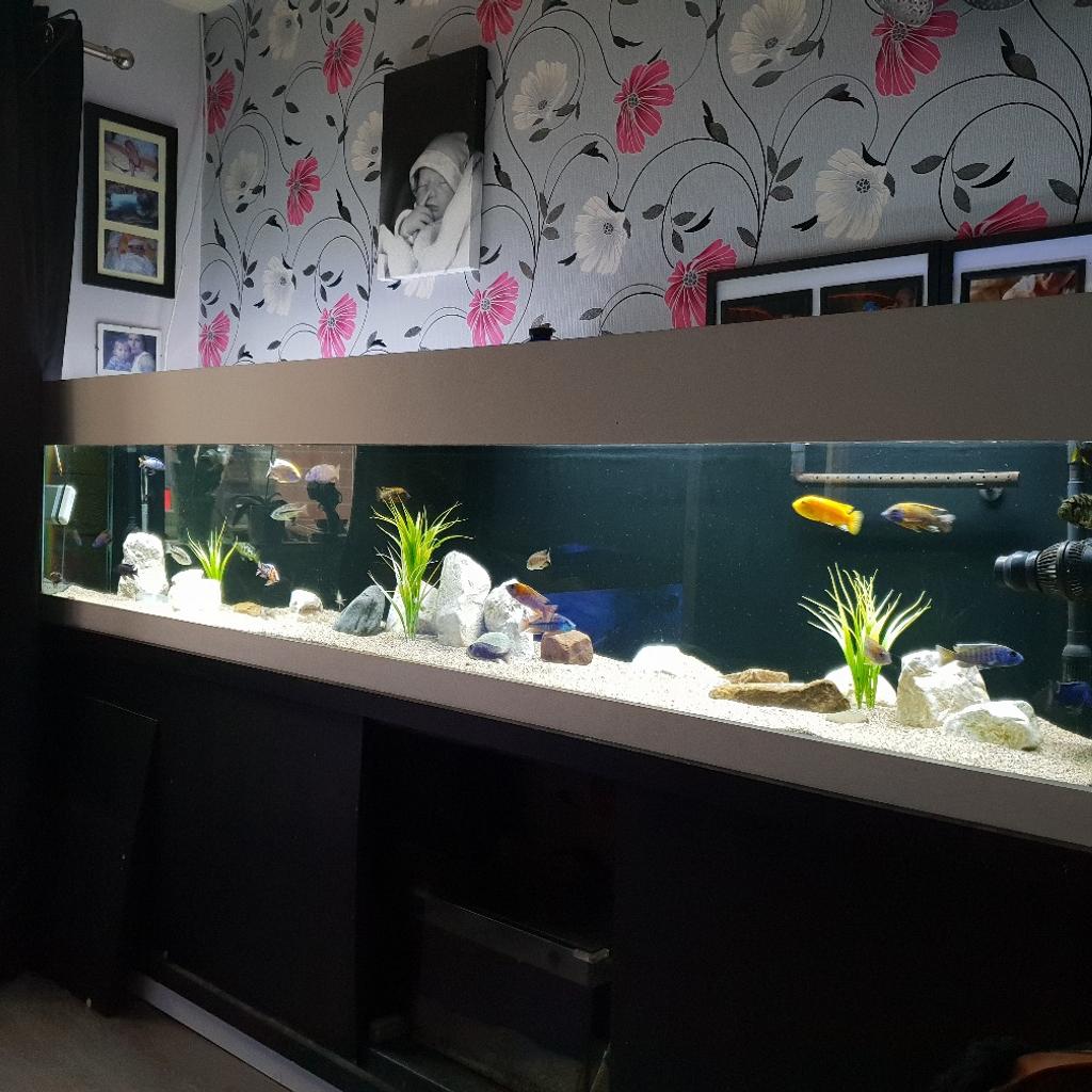 8ft 2024 fish tank