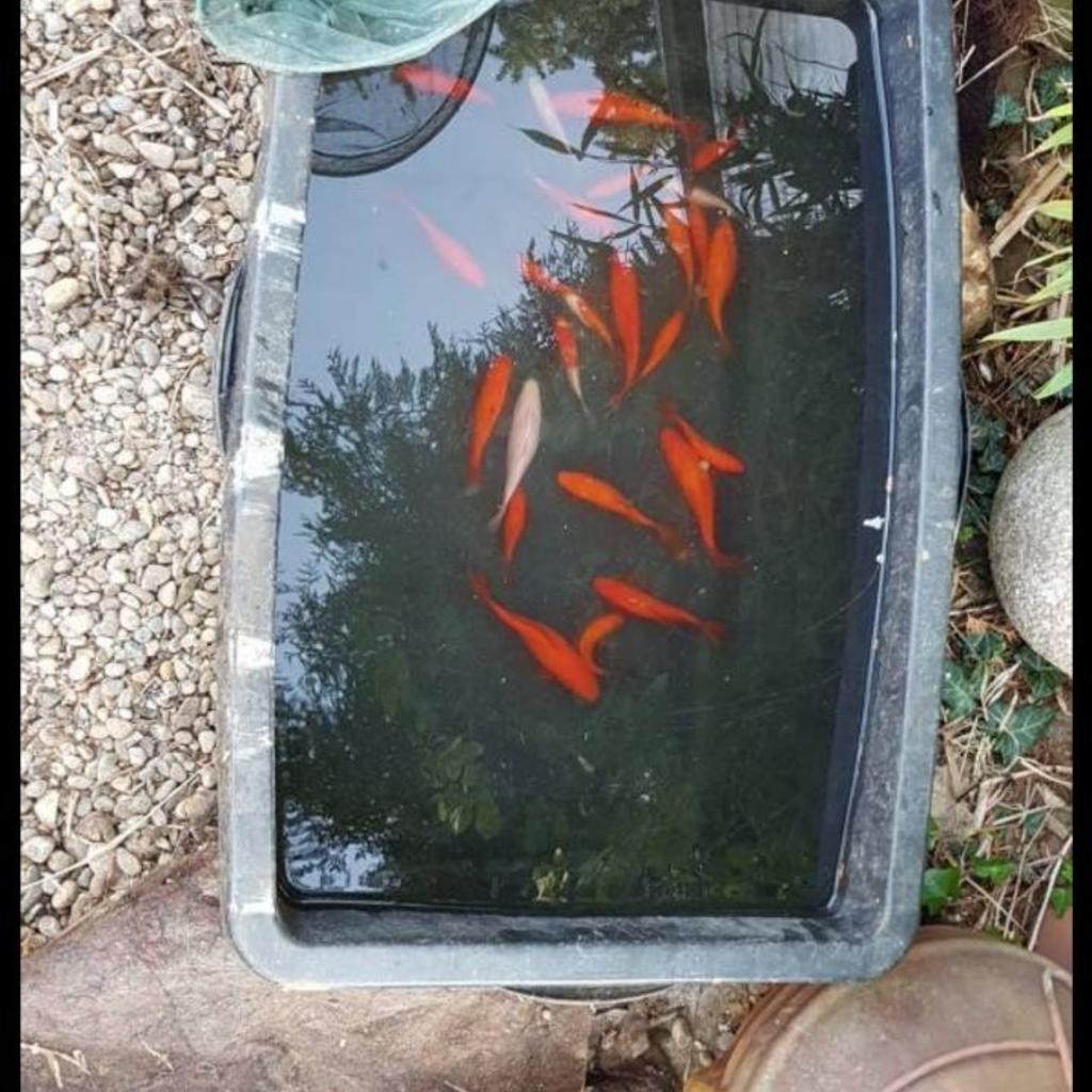 Goldfische für den Gartenteich in 91781 Weißenburg i. Bay. for free for